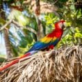 Costa Rica exuberante y colorida con TourCompass